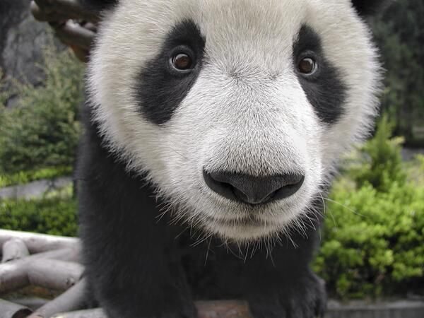 Este Panda experto posando para selfies es lo más #Farandi que verás hoy ? [Fotos]