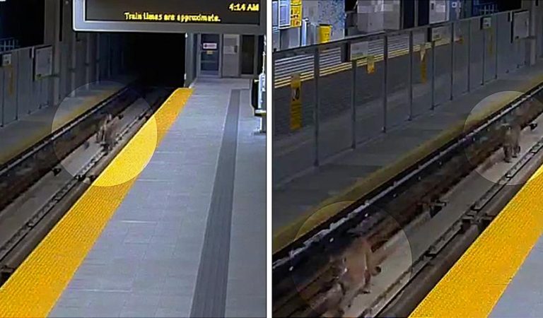 Viral: ¡Pillados! Cámaras de seguridad captan  dos pumas en el metro de Vancouver [VIDEO]