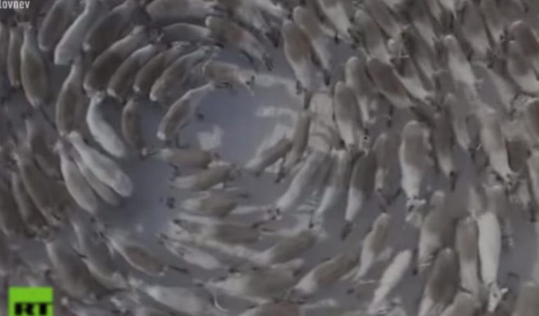 ¡Perturbador! El inexplicable video que muestra a cientos de ciervos caminando en círculos ?