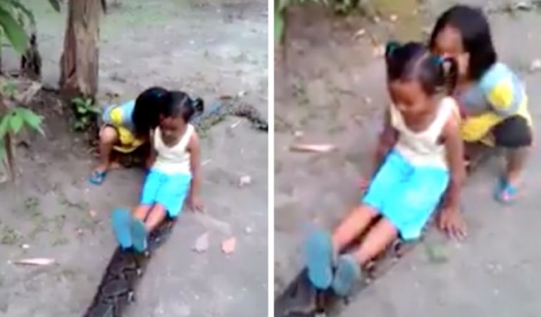 Viral: Grabaron a estas niñas jugando con una enorme anaconda ??
