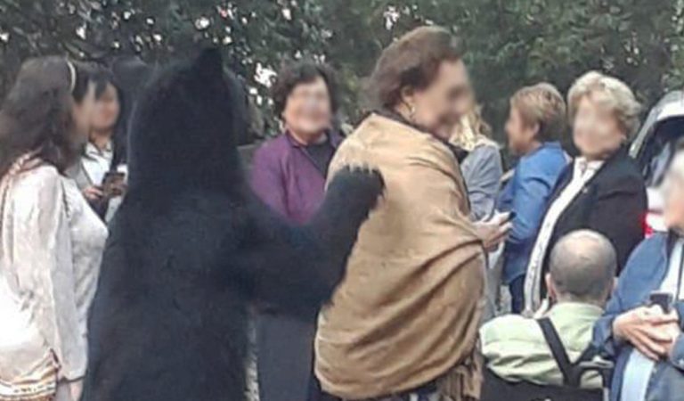 ¡OMG! Un oso se salvaje se acercó a acariciar el cabello de una mujer en México [VIDEO VIRAL]???