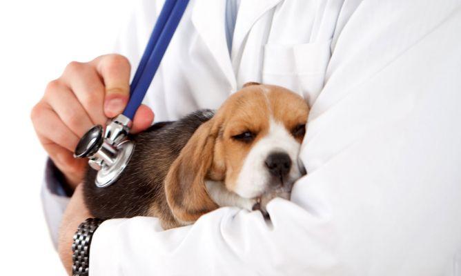 A los perros también les da Coronavirus: conoce los síntomas ??