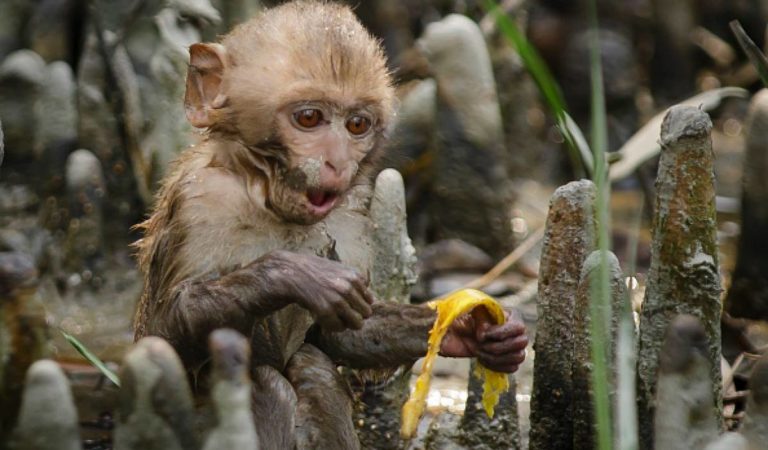 Sin turistas por el coronavirus: En Tailandia, salió una manada de monos en busca de alimentos [+Video]??
