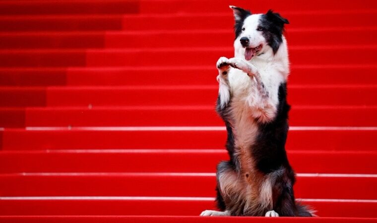 El perrito Messi se robó las miradas en su paso por la alfombra roja del Festival de Cannes