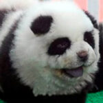 Pintan como osos pandas a perros en China- Foto Cortesía