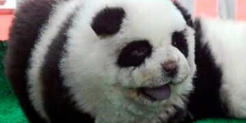 Pintan como osos pandas a perros en China- Foto Cortesía