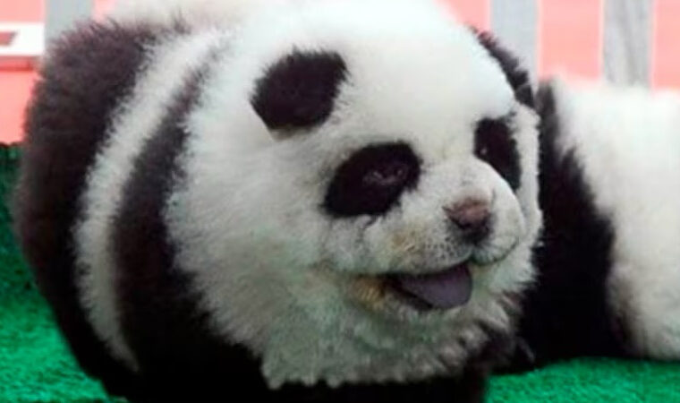 Indignación en zoológico de China por estafa a sus visitantes