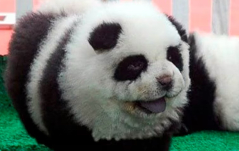 Pintan como osos pandas a perros en China- Foto Cortesía