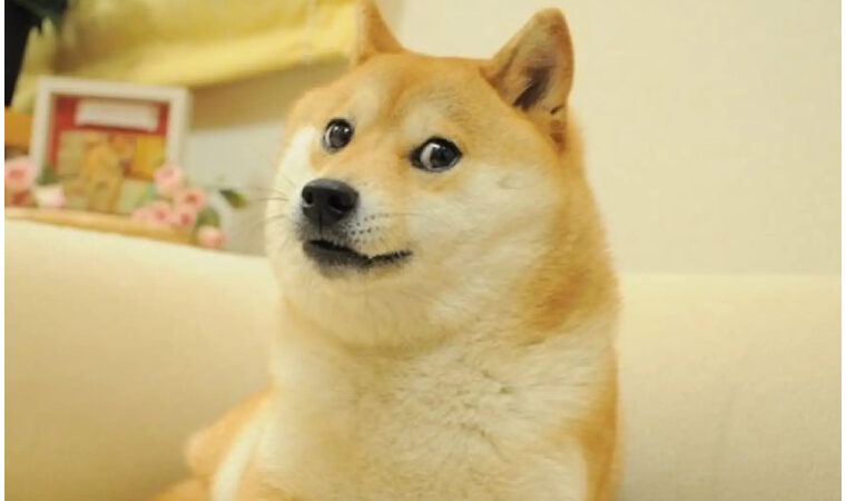Falleció Kabosu, la famosa perrita japonesa del meme viral «Doge»
