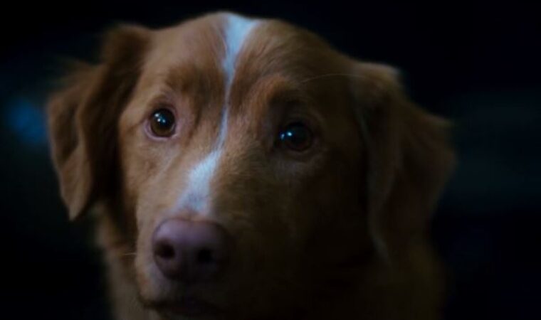 “Good Boy”: el terror con colmillo que conquista la taquilla mundial